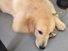 -心仪动物医院·牙专科·肿瘤·心脏科(西客站院)