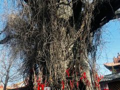 -大槐树寻根祭祖园
