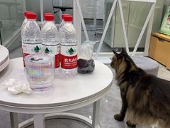-爱洗澡的猫(天河路店)