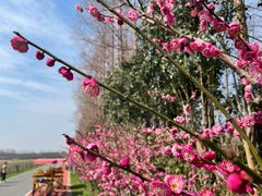 -上海长兴岛郊野公园