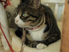 -海边的猫和咖啡馆