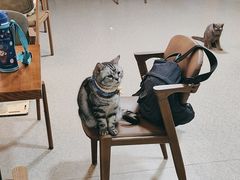 -猫爪屋猫咖(乐汇城店)