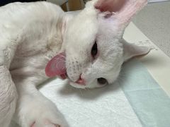 -瑞派长江宠物医院·猫科·外科·24小时夜护(谊城公寓分院)