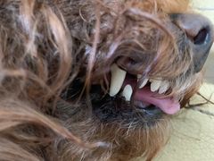 -喜多萌中农锦绣动物医院24H·猫科·牙科MRI·CT