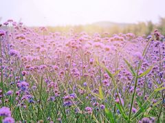 -北纬44度·金珠花海休闲农业旅游景区