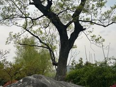 -羊山湖公园