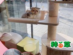 -猫大福·Fortune Cat猫舍(百子湾店)