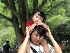-西双版纳原始森林公园