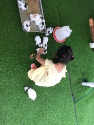 -萌宠亲子动物乐园(槐房万达店)