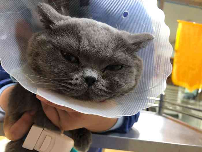 谢博士动物医院(葆心总院)-"【项目】疫苗皮蛋接回家两周了,带她去打.