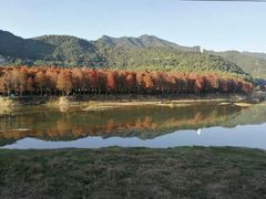 -小芝红树林