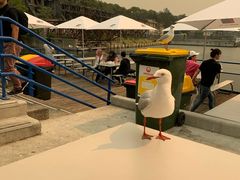 -悉尼鱼市场