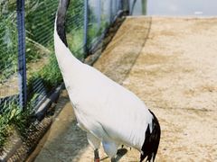 -盐城丹顶鹤湿地生态旅游区