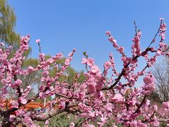 -朝阳公园游乐园