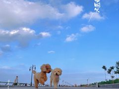 -东港音乐喷泉广场