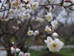 -香雪海