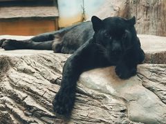 -清迈夜间动物园