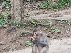 -黔灵山公园