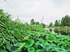 -白洋淀风景区