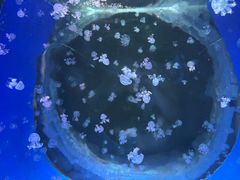 -白鹿仓冰雪海洋世界