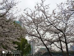 -西北湖绿化广场