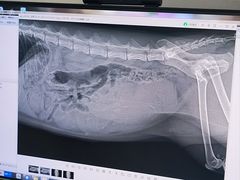 -全心全意连锁动物医院·微创中心·内科急重症·心脏专科(丰管路店)