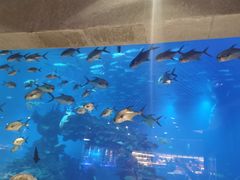-海棠湾洲际-涛·海底餐厅·美人鱼·自助餐·海底隧道