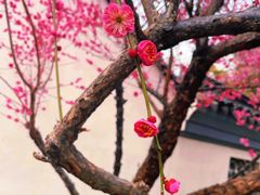 -巡塘古镇