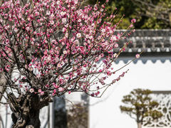-苏州上方山国家森林公园