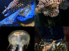 -新加坡海洋生态馆