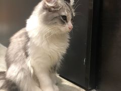 -瞄一喵猫咖(格力海岸店)