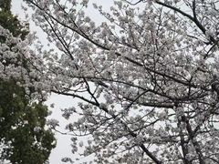 -高东镇樱花园