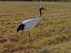 -盐城丹顶鹤湿地生态旅游区