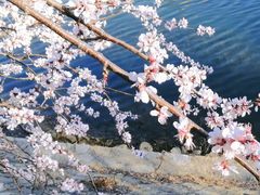 -桃花堤公园