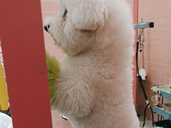 -FAELING PETS美天灵宠物(合生汇店)