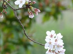-高东镇樱花园