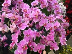 -双季花艺园艺市场(浦东店)