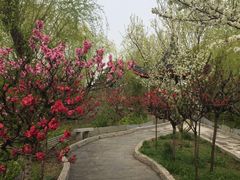 -南汇桃花村