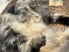 -安格丽娜·狗咖·猫咖羊驼咖(春熙路百盛商场店)