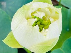 -上海植物园-4号门售票处