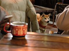 -THE CANNERY&JUJU 新鲜海鲜·牛排美食酒廊