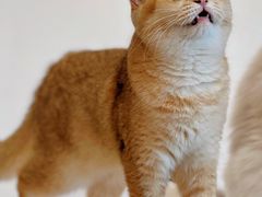 -有喵·猫咖·狗咖·40+猫狗有小奶狗(岗厦店)