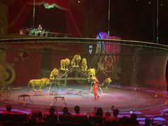 -珠海横琴长隆《卡卡虎奇遇记》