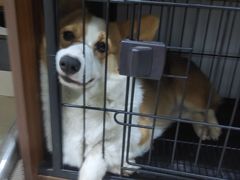 -pd派德宠物中心医院24H急重症·眼科中心·血液透析中心(嵩山北路店)