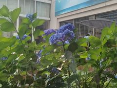 -江户前日本料理(瑞诗酒店店)