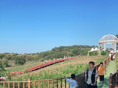 -大塘金香草谷