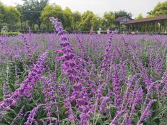 -广东花都香草世界旅游度假区