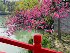 -扬州大运河文化旅游度假区·盆景园