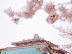 -武汉大学-樱园