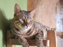 -猫猫幼稚园·撸猫·桌游·电玩